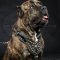 Cane Corso Leather Harness Nappa Lined and Studded
