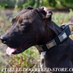 Fancy Dog Collar for Pitbull of Leather with Large Nickel Plates