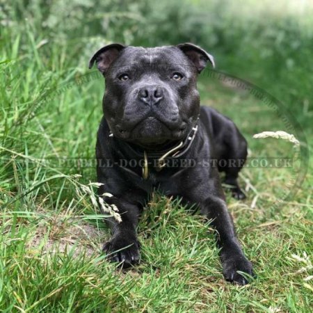 Staffordshire Bull Terrier Dog Collar "Medieval Style" Artisan