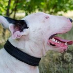 Bestseller! Padded Dog Collar Felt-Lined for Bull Terrier