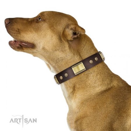 Pitbull Leather Dog Collar "Rich Fashion" FDT Artisan