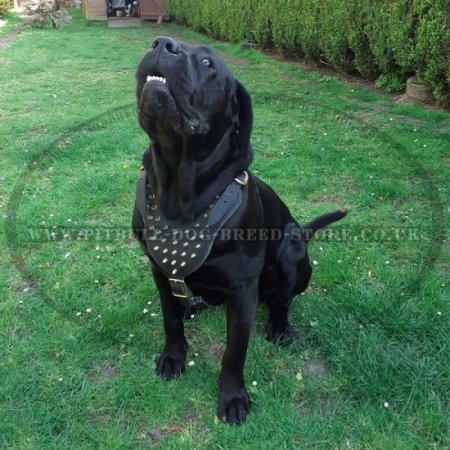 Leather Harness for Cane Corso with Brass Spikes