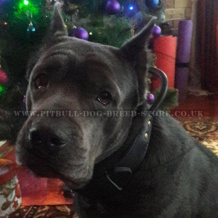 Best Type of Collar for Cane Corso Control with Handle