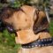 Cane Corso Leather Collar with Caterpillar Nickel Studs