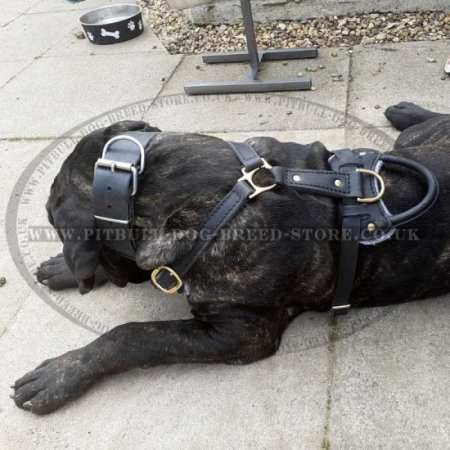 Cane Corso Chest Harness of Leather, Super Strong