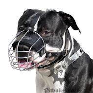 pitbull muzzle
