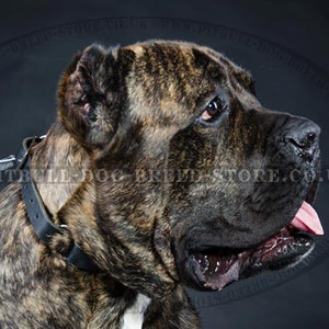 Dog Choke Collar of 2-Ply Leather & Nickel Hardware