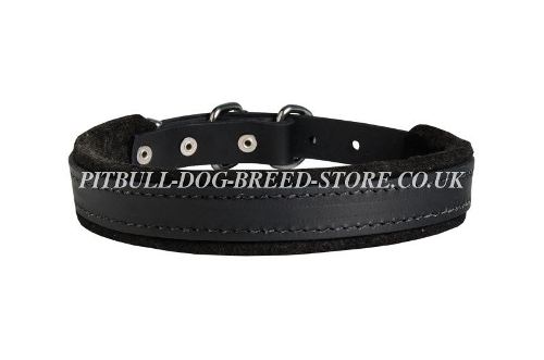 Padded Leather Dog Collar