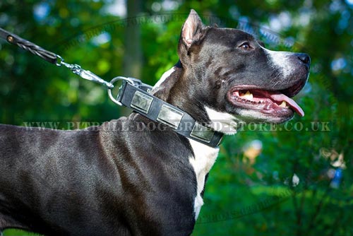Black Leather Dog Collar