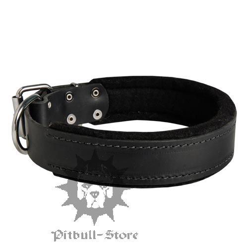 Padded Leather Dog Collar