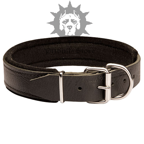 Padded Leather Dog Collar