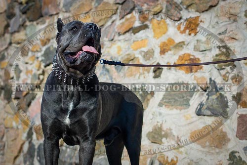 Cane Corso Collars for Sale UK