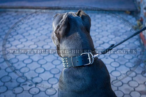Cane Corso Collars for Sale UK