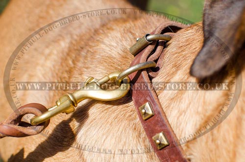 Cane Corso Dog Collars