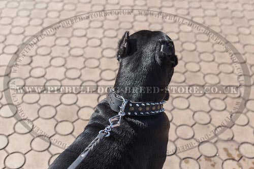 Cane Corso Leather Collars