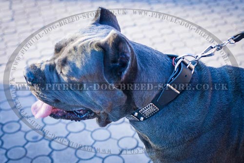 Cane Corso Leather Collars