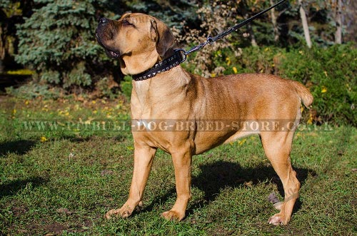Cane Corso Leather Dog Collar