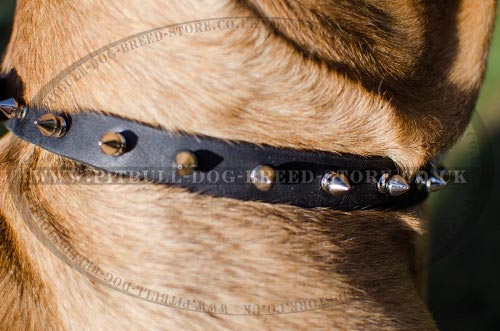 Cane Corso Puppy Collars