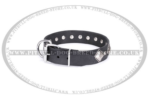 Collars for Staffordshire Bull Terriers