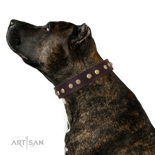 Dog Collar with Flowers