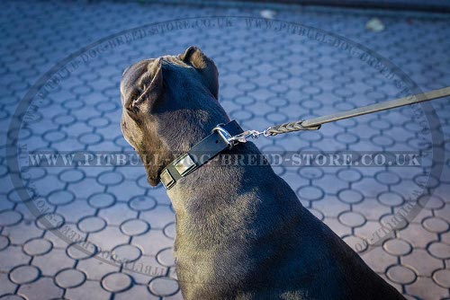 Dog Collars for Cane Corso