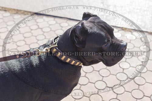 Leather Collar for Cane Corso