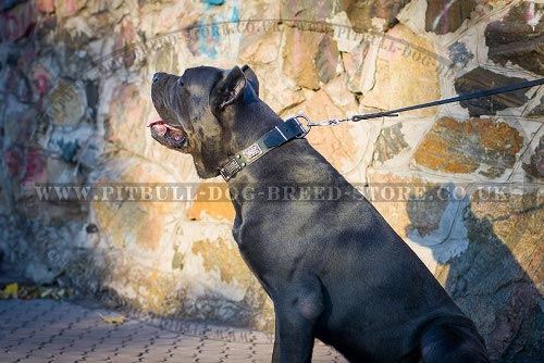 Cane Corso Leather Collar in Vintage