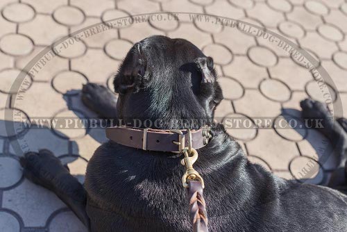 Leather Collars for Cane Corso