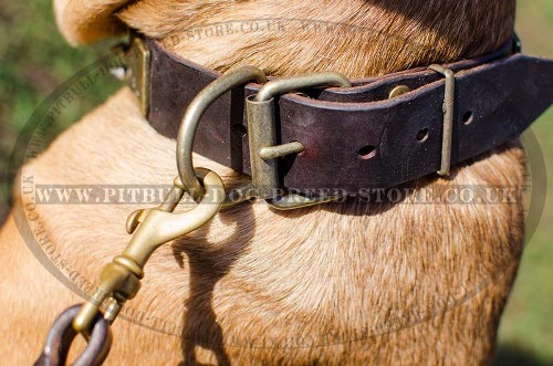Leather Collars for Cane Corso