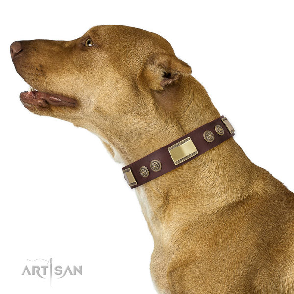 Leather Dog Collars for Pitbulls