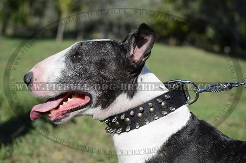 Luxury Dog Collars for Bull Terrier