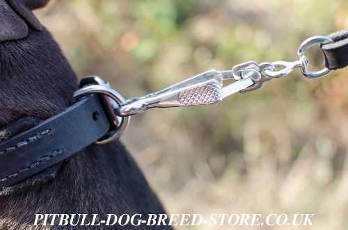 Pitbull Buckle Collar