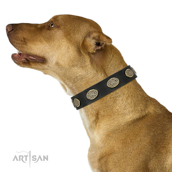 Pitbull Dog Collars UK