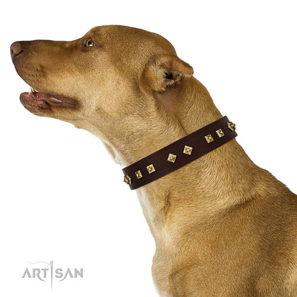 Pitbull Leather Dog Collars