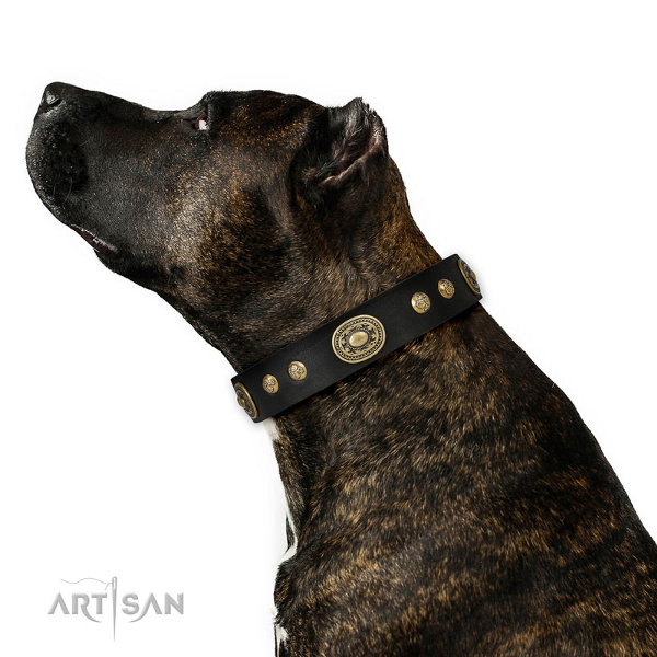 Staffordshire Leather Dog Collars