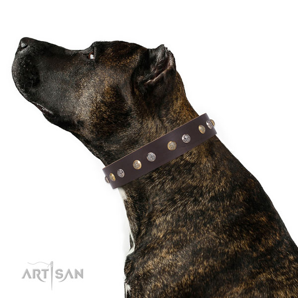 Staffy Dog Collars