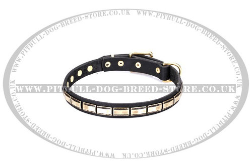 Staffy Leather Dog Collar