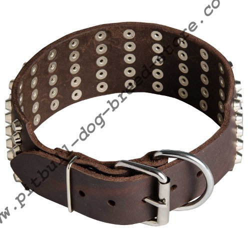 Wide Dog Collars for Staffordshire Bull Terrier