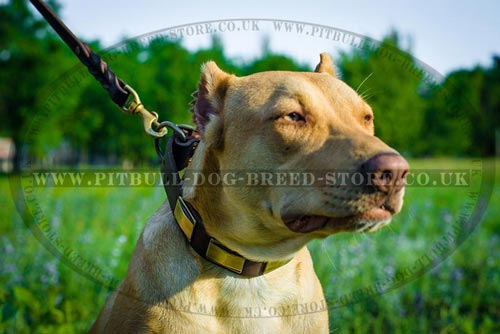 Dog Collars for Pitbulls