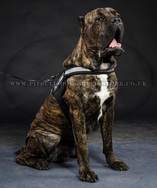 Best Harness for Cane Corso