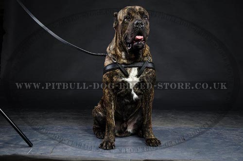 Cane Corso Weight Pulling Harness