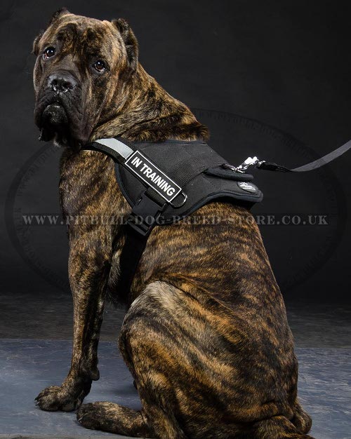 Dog Harness for Cane Corso