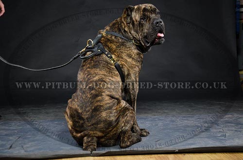 Leather Dog Harness for Cane Corso