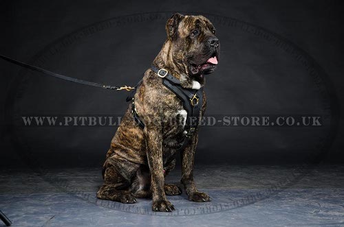 Leather Harness for Cane Corso