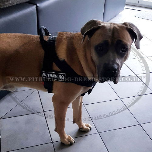 Pulling Harness for Cane Corso