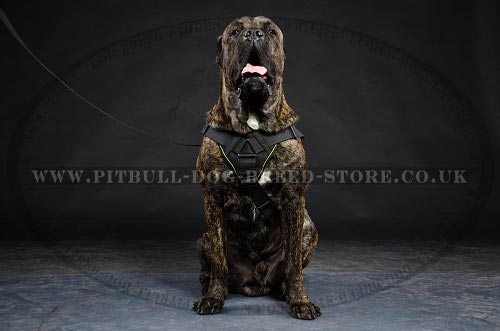 Pulling Harness for Cane Corso