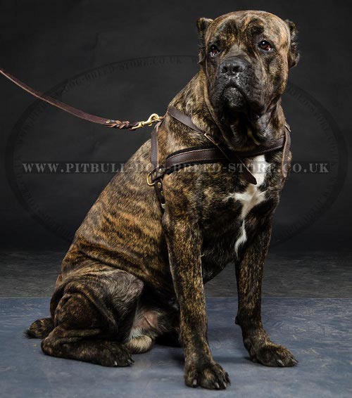 Weight Pulling Harness for Cane Corso