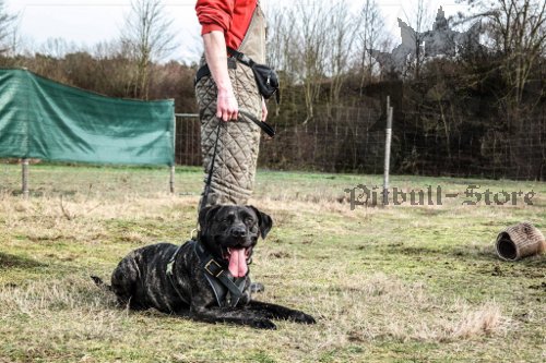 Leather Dog Harness for Bandog Agitation Training