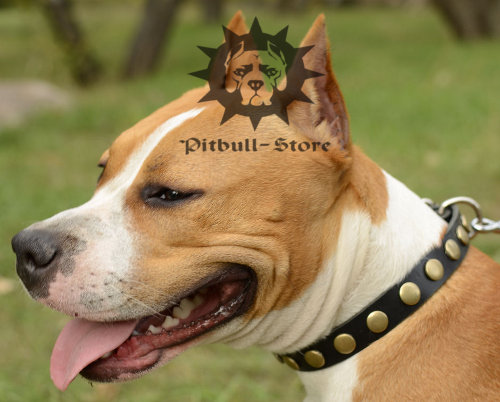 Soft Leather Dog Collar for Amstaff with Brass Decoration