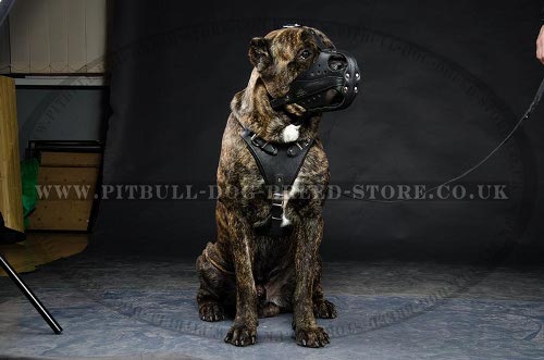 Best Type of Muzzle for Cane Corso Work and Training